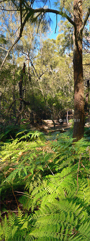 澳大利亚新南威尔士州Bobbin Head附近森林小径上的蕨类植物